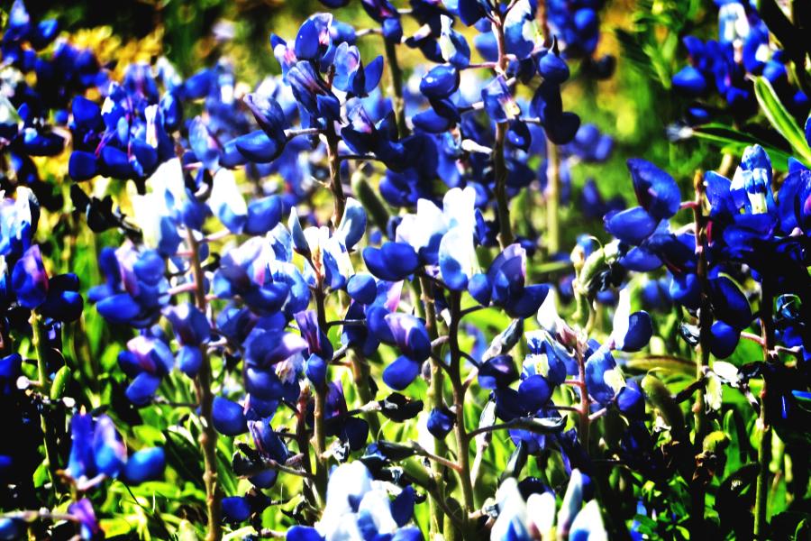 Sugar Land Website Design Agency